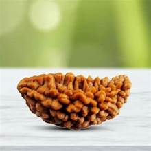 1 Mukhi Rudraksh (One Faced Rudraksha)