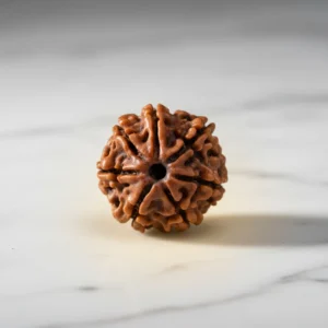7 Mukhi Rudraksh (Seven Faced Rudraksha) | Original & Lab Certified | Goddess Mahalakshmi Rudraksha