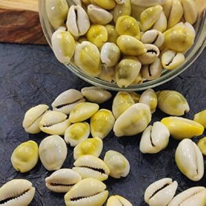 Natural Kodi Beads (Cowrie Shells) /