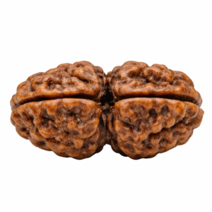 Original 2 Mukhi Rudraksh